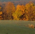 tree line