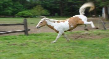 http://equestrianhow2.com/wp-content/uploads/2012/02/bucking.jpg